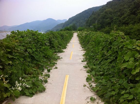 Carril bici con vegetacion en corea