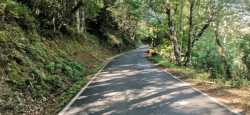 Subiendo entre el bosque hasta Vilasol 