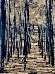 Impresiona circular por los bosques quemados de la Sierra de la Culebra
