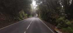 Carretera entre la espesura del Pico del Inglés, Taganana 
