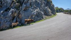 Tanto vacas como personas siempre deben mirar al pasar en la carretera