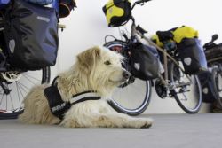 Mus, un perro preparado para viajer en bici