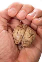 El cerebro en nuestra mano